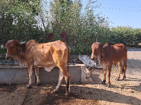 બળદ