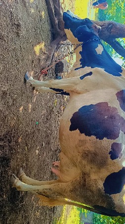 HF ગાય દેવાની સે