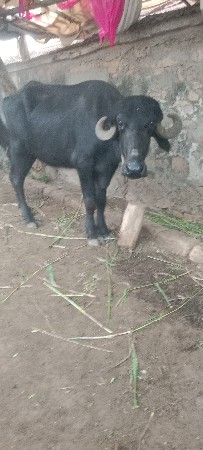 ખડેલા વેસવાના છે