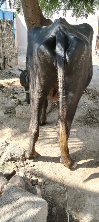 ખળેલી વેચવાની છે