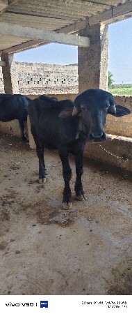 ફોટામાં છે એવી પાડી લેવાની છે