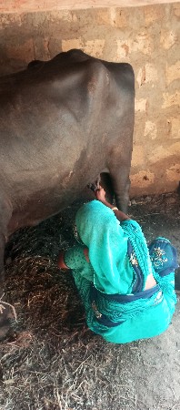 ભેસ વેચવાની છે.