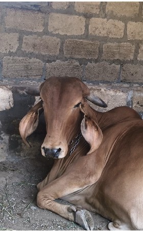 જવાબદારી વેચવાની છે