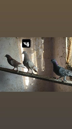 કબૂતર વેચવાના છે
