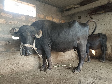 ભેંસ વેચવાની છે