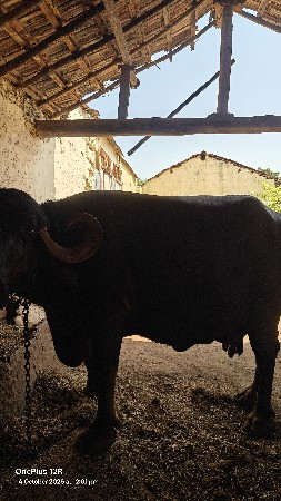 ભેંસ