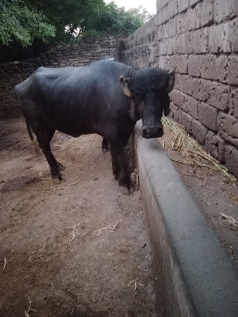 ખડેલા વેચવાના છે