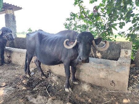 ભેંસ વેચવાની છે