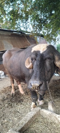 ભેંસ બીજું વેતર
