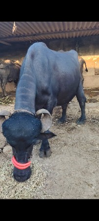 2 ખડેલી વેચવા ની છે .