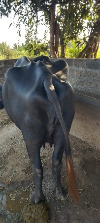 આ વેચવા ની છે