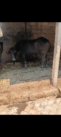ભેંસ વેચવાની છે વેતર 2