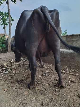 વેસવાની