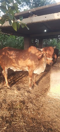 pelavetani hodkise