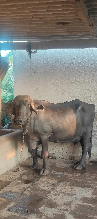 આ ભેંસ વેચવાની છે