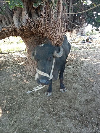 ભેંસ વેચવાની છે