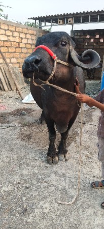 2 વેટર 10 દિવસ ની કાચી
