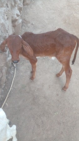 વેશવાની છે