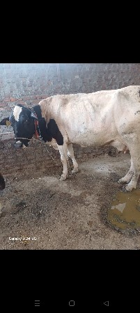 સાટા માં ભેશ લેવા ની સે