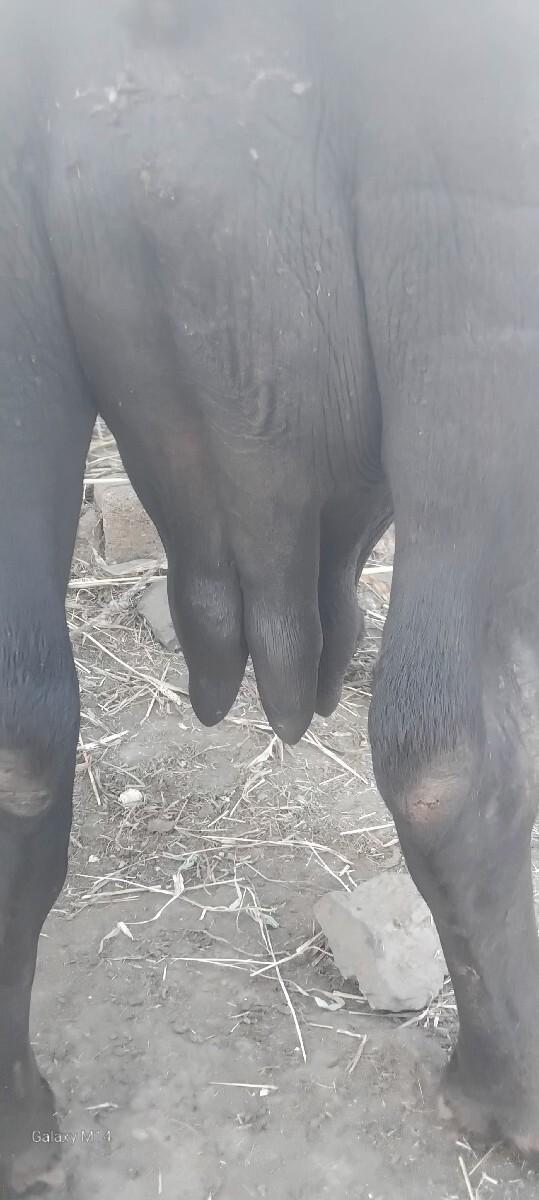 આ ભેંસ વેચવાની છે