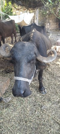 ભેંસ વેચવા ની છે