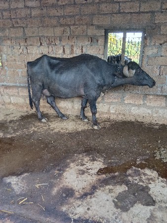ભેંસ વેચવાની છે