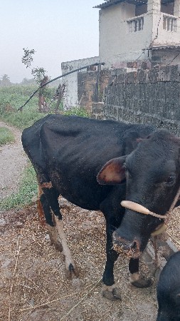 વેચવાનું છે
