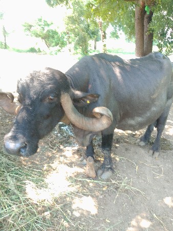 વેચવાની છે ભેંસ