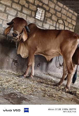 ગીર હોડકી