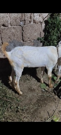 બકરી વેચવાની છે