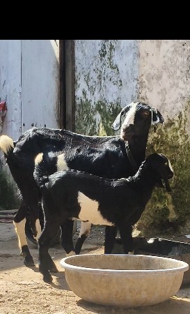 બકરી છૅ દુઘ વાણૅ કિંમત રૂ 10000