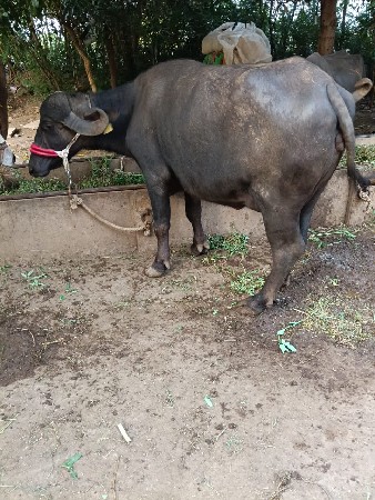ખરેડી વેચવાની છે