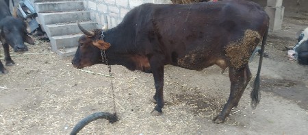 1. વેતર
