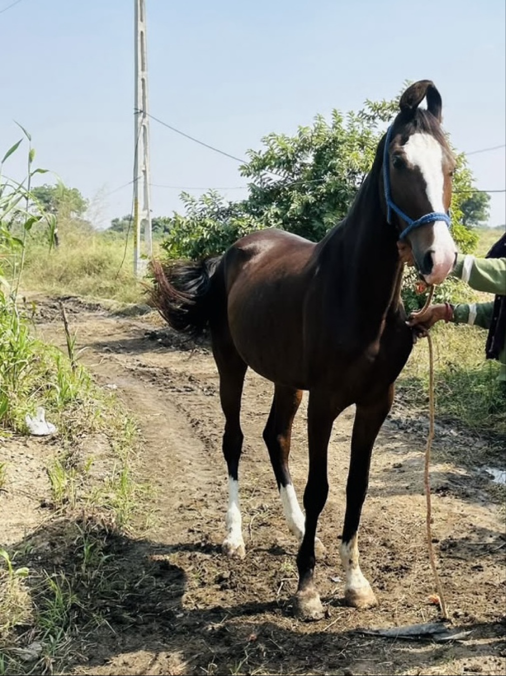 વછેરી ઘોડી વેચવાની છે