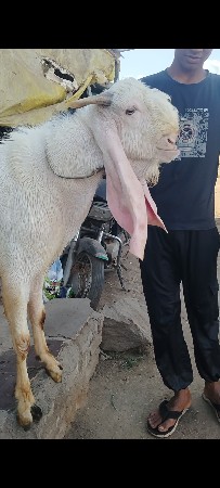 પ્યોર હૈદરાબાદી લાઇન નો બકરો