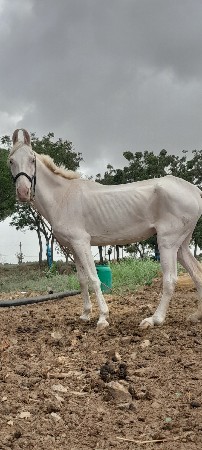 ઘોડી વેચવાની છે
