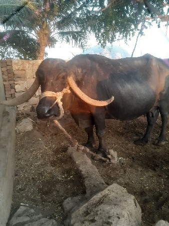 ભેસ વેચવાની છે