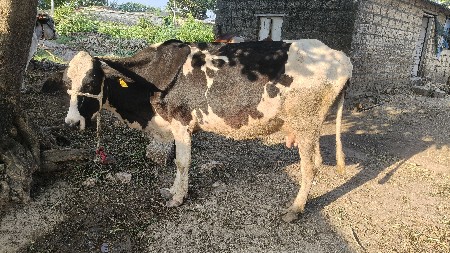 hf ક્રોસ