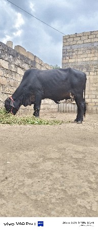 ગીર ક્રોસ