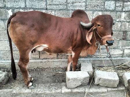 ગીર ગાય (હોડકી) વેચવાની છે