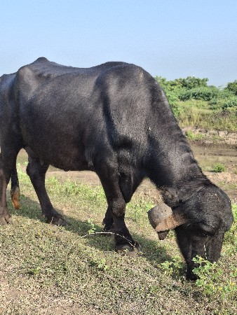 ભેંસ વેચવાની છે