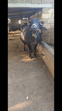 ભેંસ વેચવાની છે