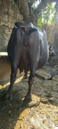 ભેંશ વેસવાનીછે