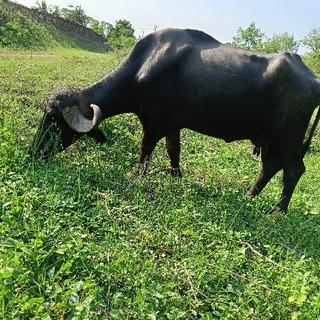 ભેંસ વેચવાની છે