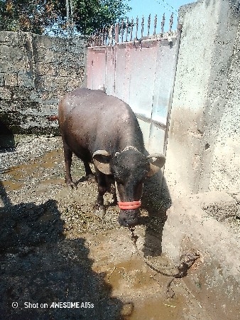 બે ભેસુ વેચવાની છે