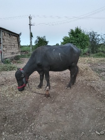 ભેંસ વેચવાની છે