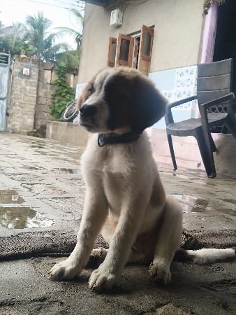 વેચવાનોછે