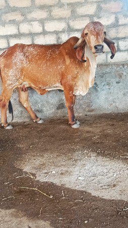 gir gay Deni hai