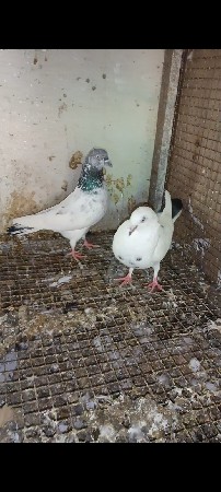 કબૂતર વેચવાના છે