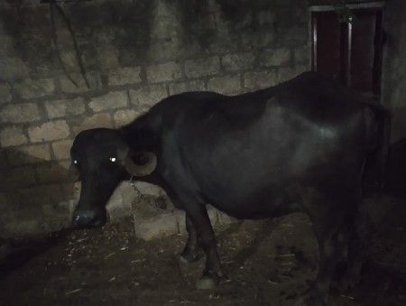 પાંચ લિટર દૂધ